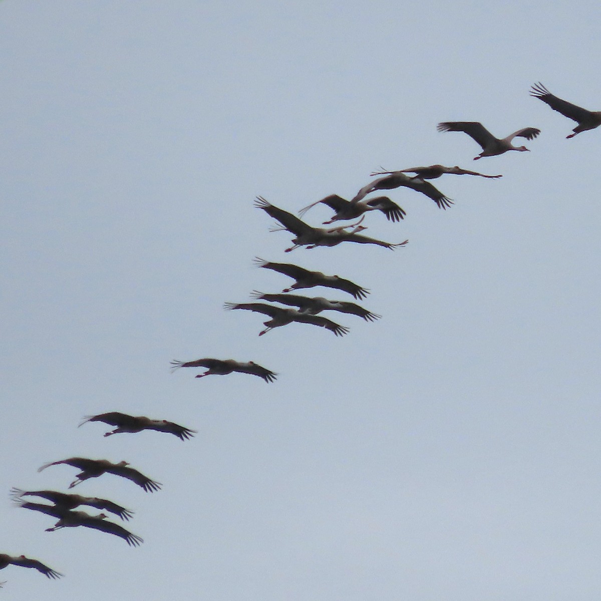 Sandhill Crane - ML641953982