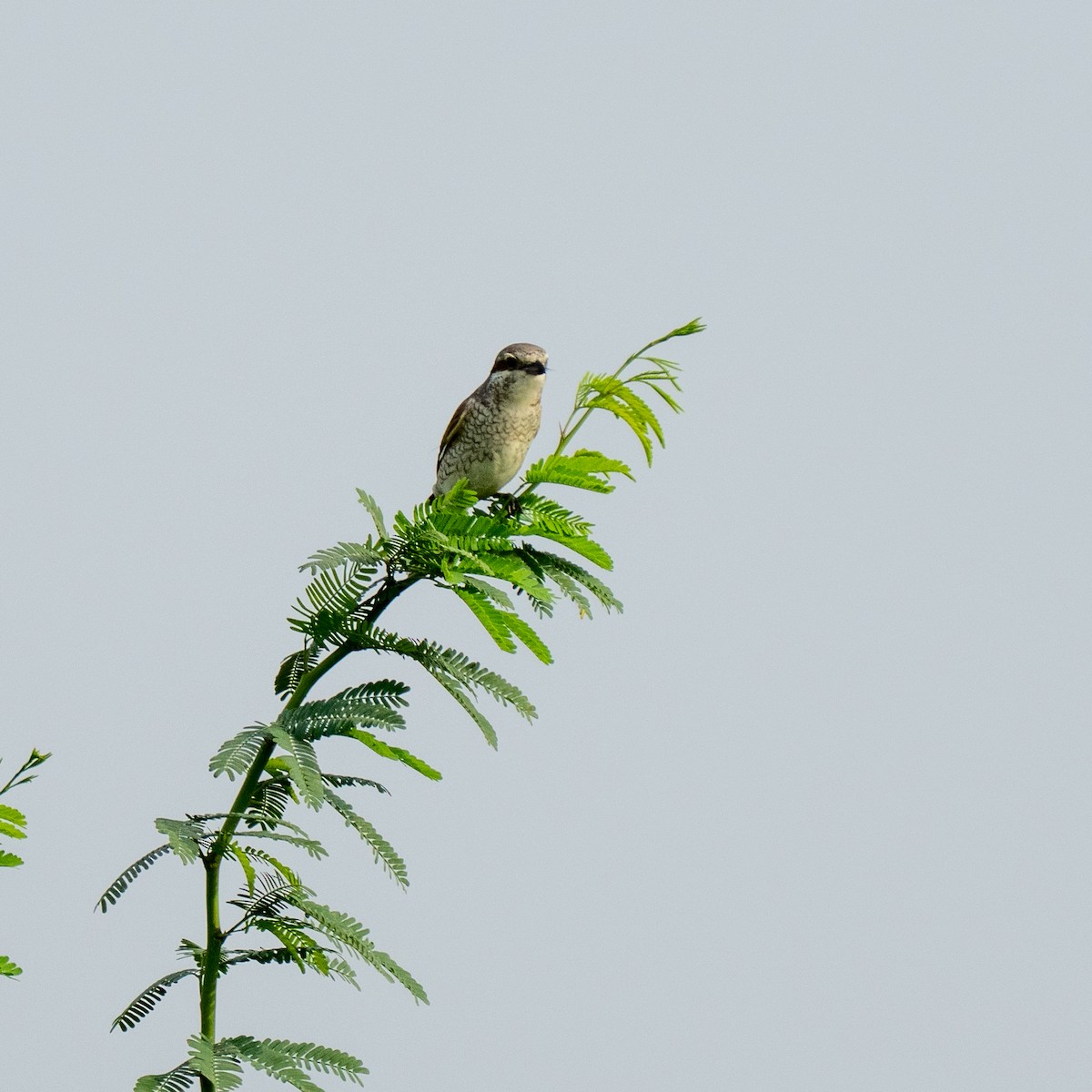 Red-backed Shrike - ML641953984