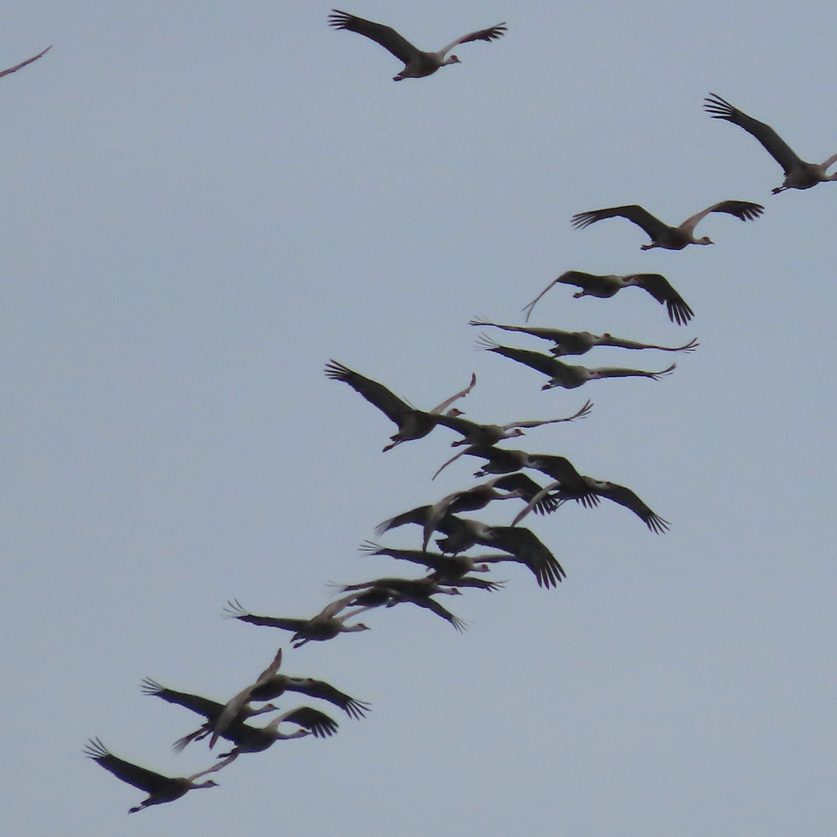 Sandhill Crane - ML641953986