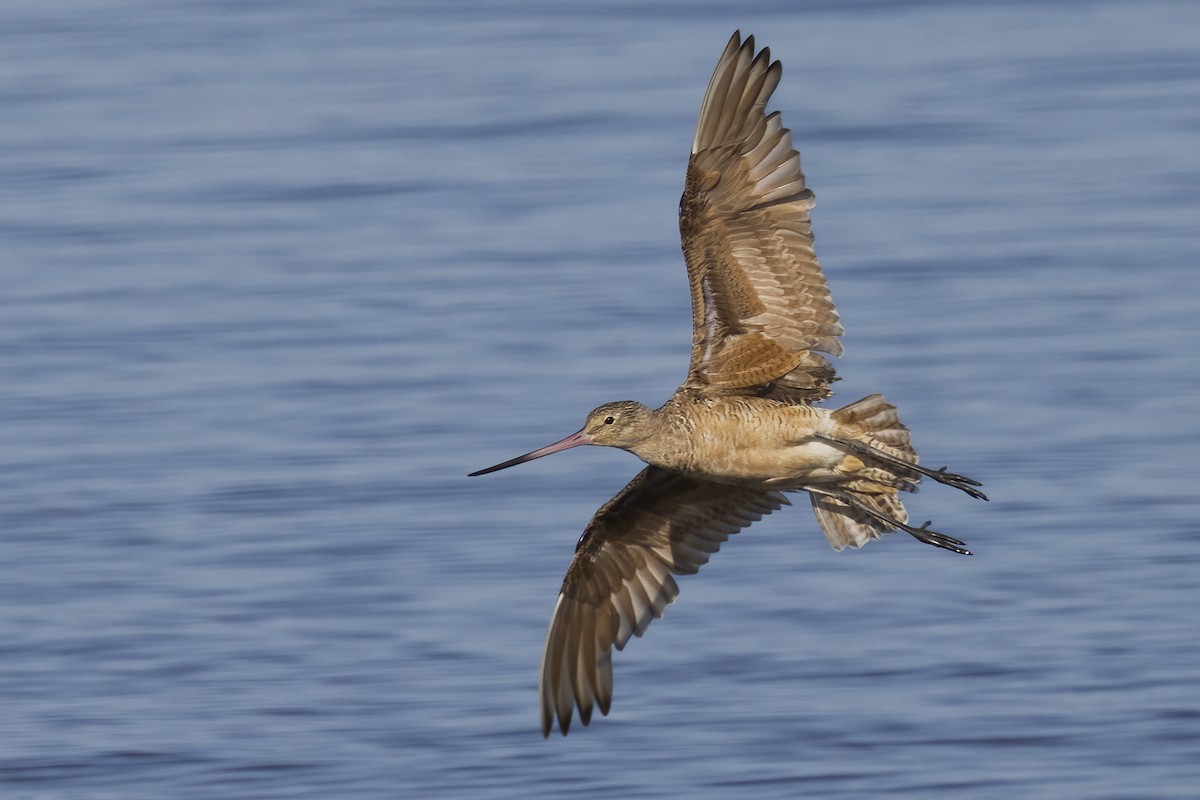 Marbled Godwit - ML641953992