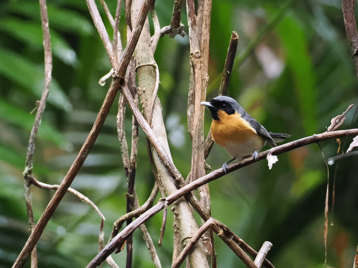 Australian Spectacled Monarch - ML641954061