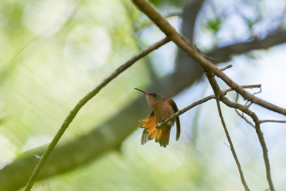 Cinnamon Hummingbird - ML641954063