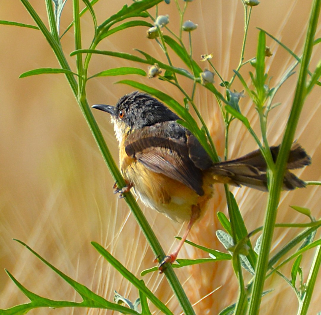 Ashy Prinia - ML641954086