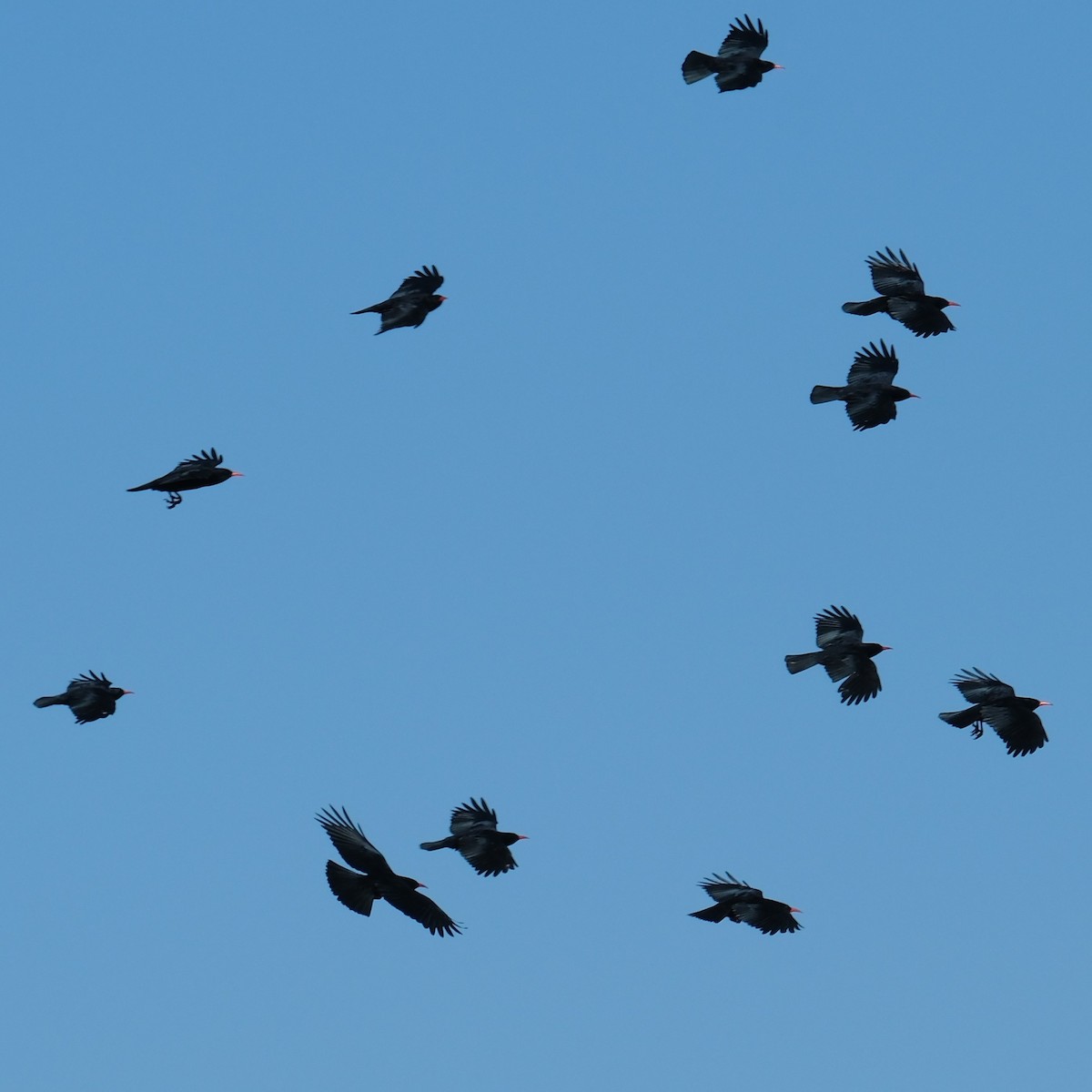 Red-billed Chough - ML641954096