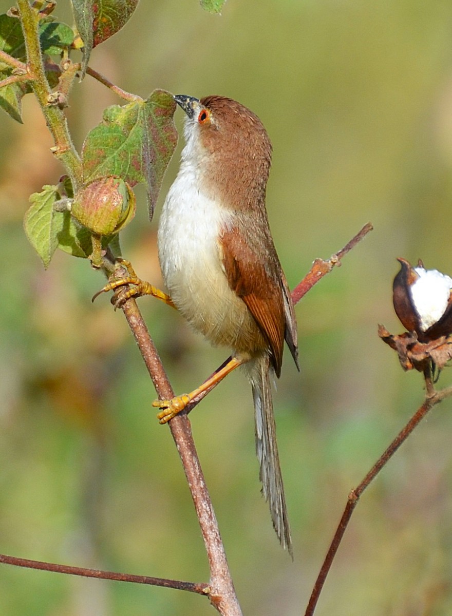 Yellow-eyed Babbler - ML641954097