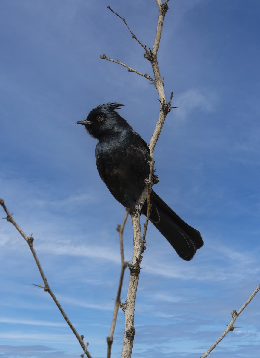 Phainopepla - ML641954098