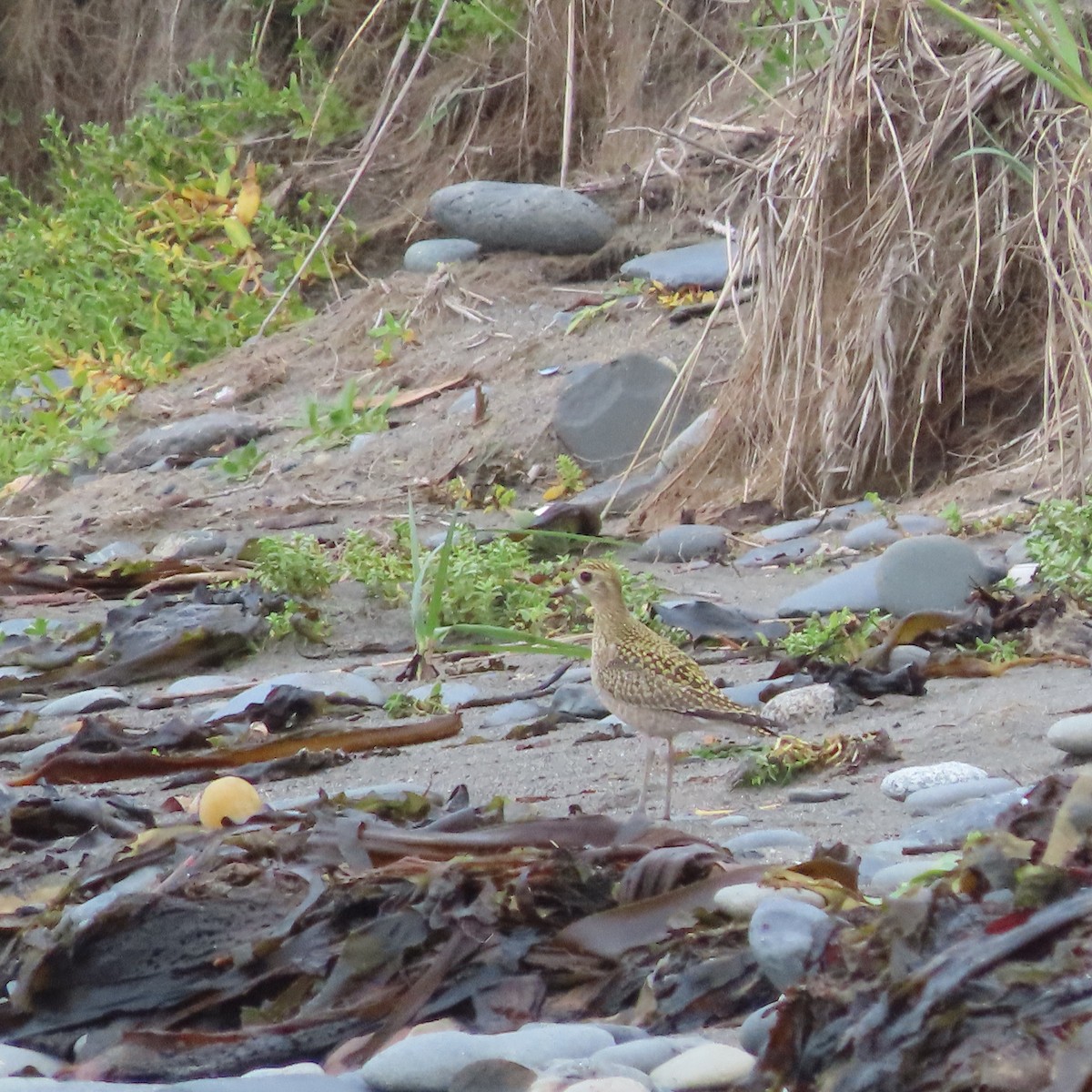 Pacific Golden-Plover - ML641954115