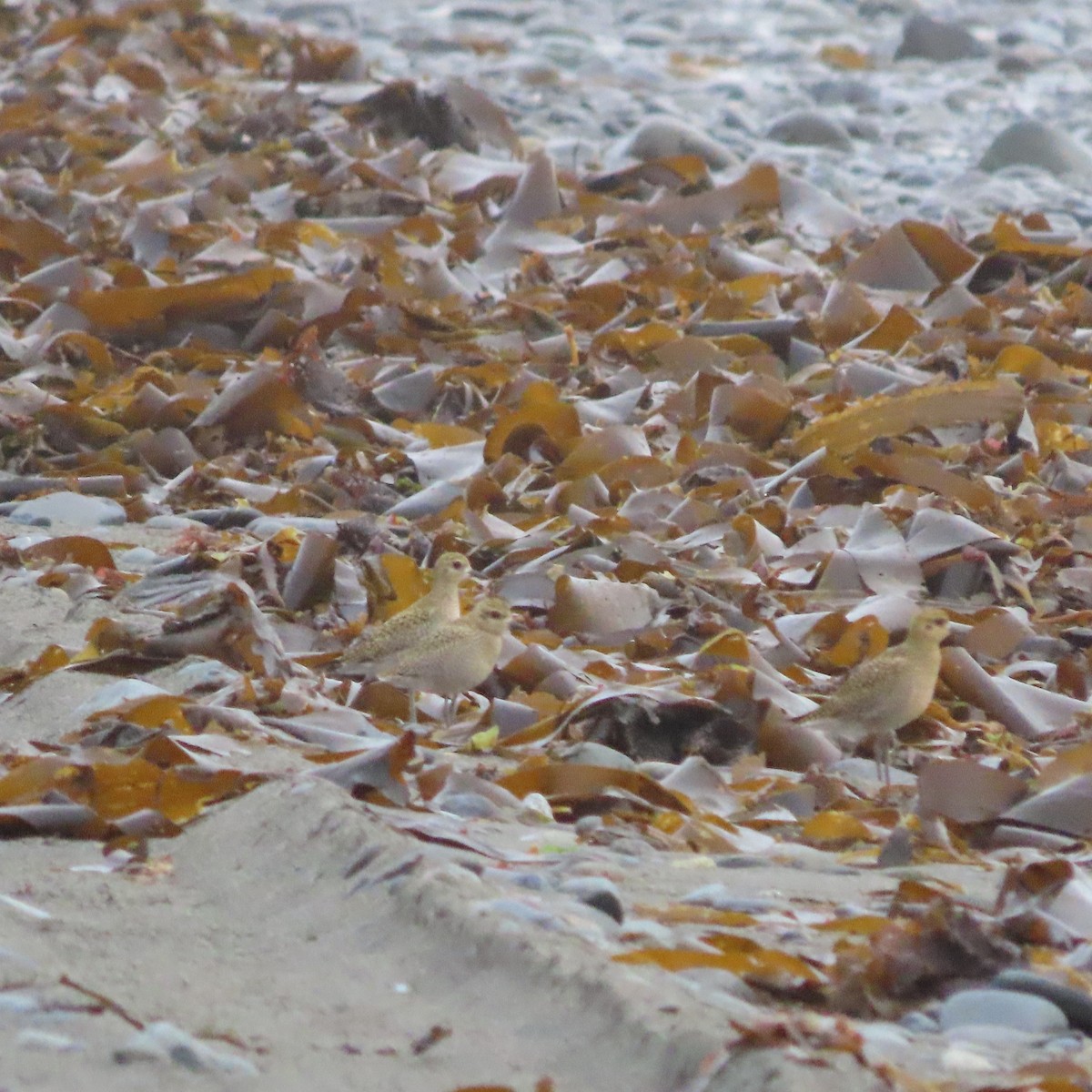 Pacific Golden-Plover - ML641954119