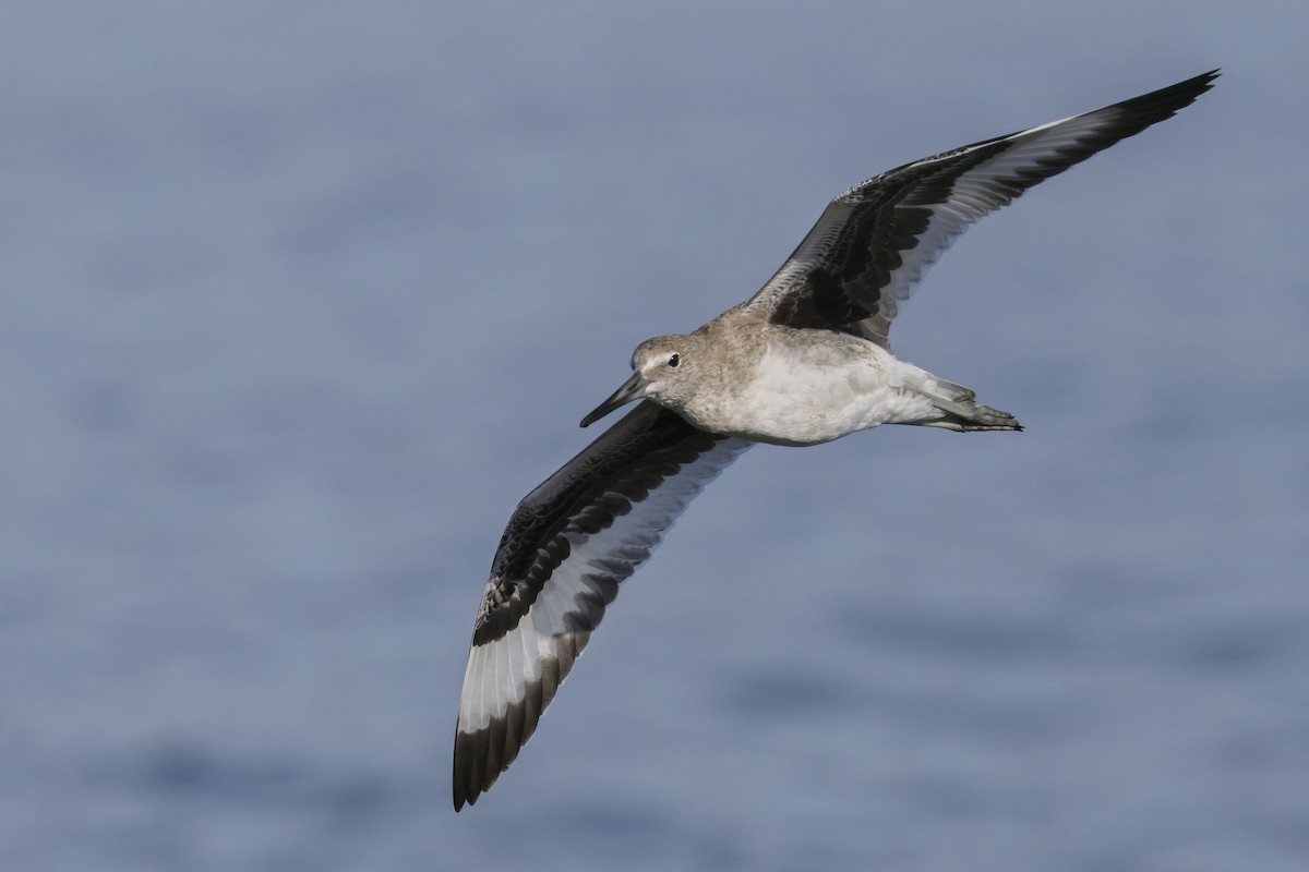 Willet - ML641954120