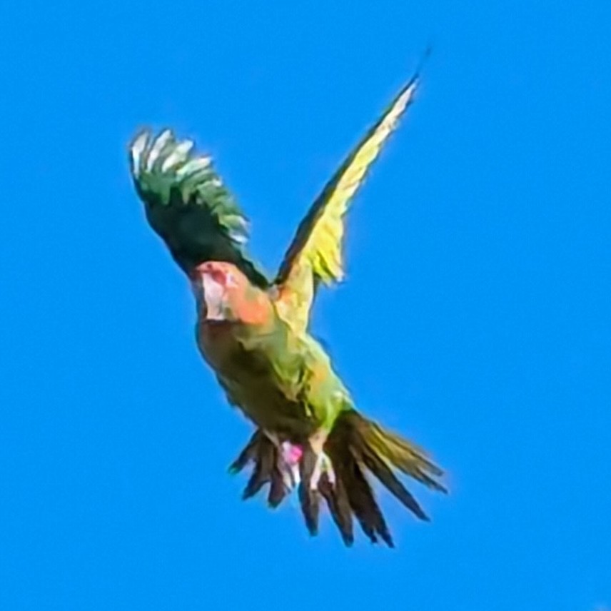 Mitred Parakeet - ML641954126