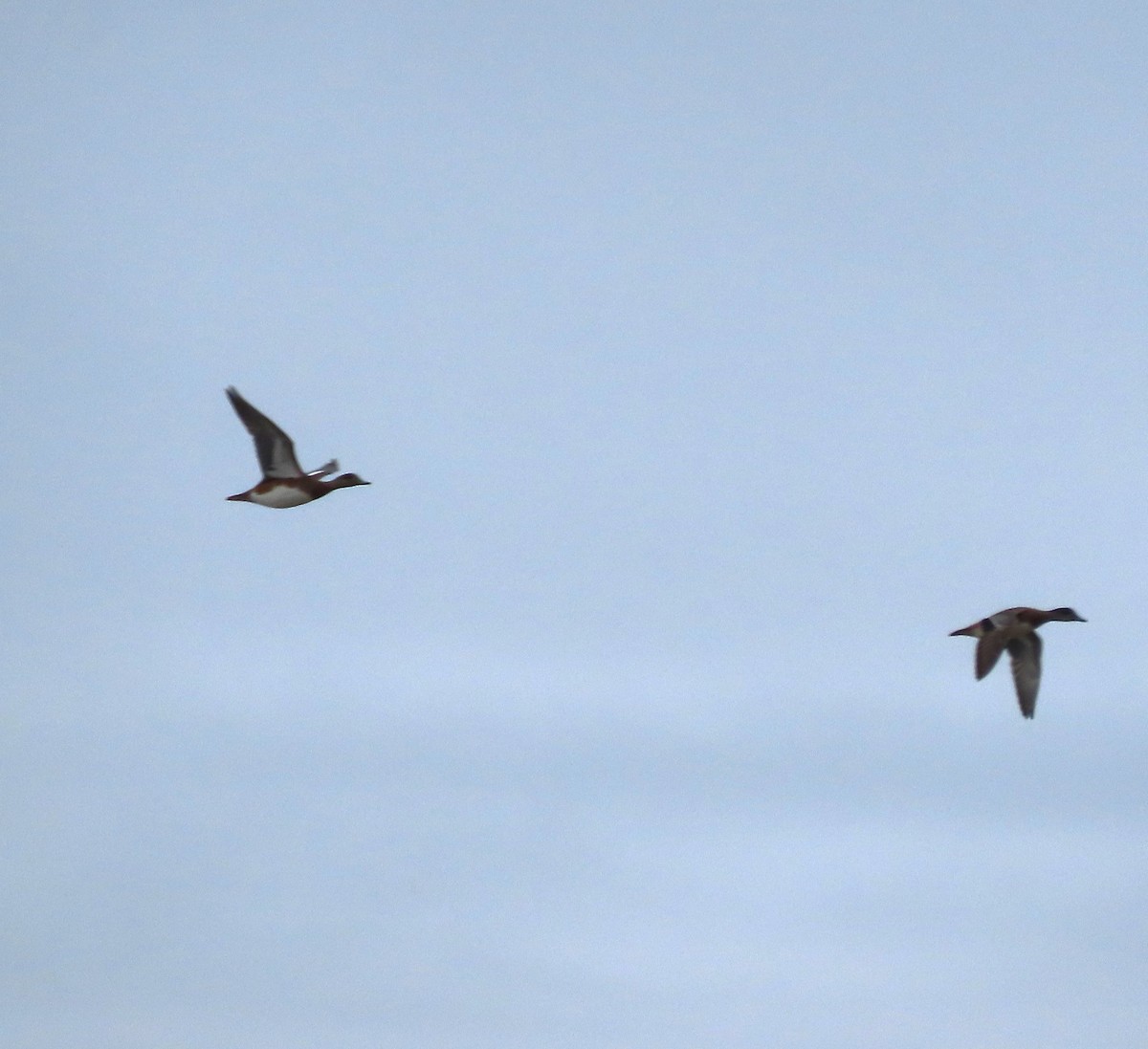 American Wigeon - ML641954127