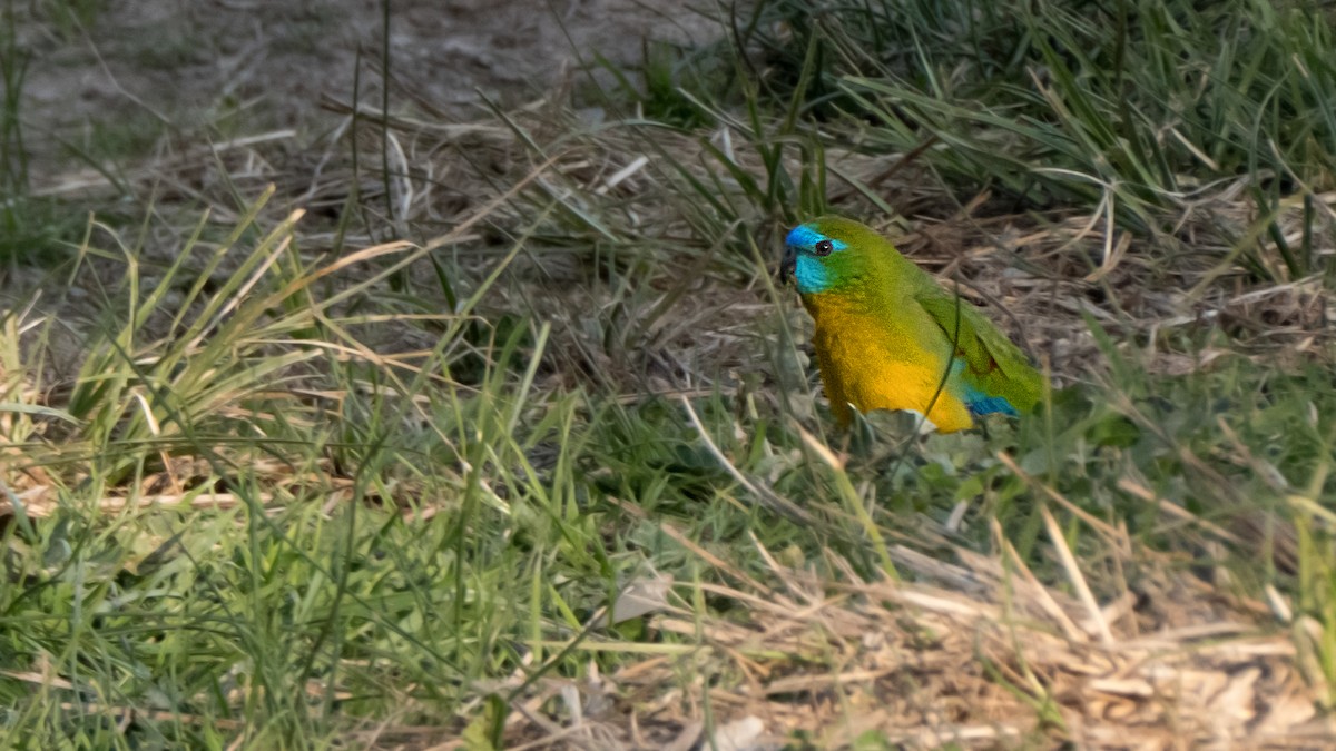 Turquoise Parrot - ML641954142