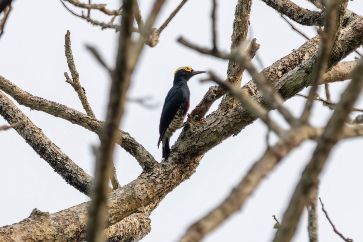 Yellow-tufted Woodpecker - ML641954165