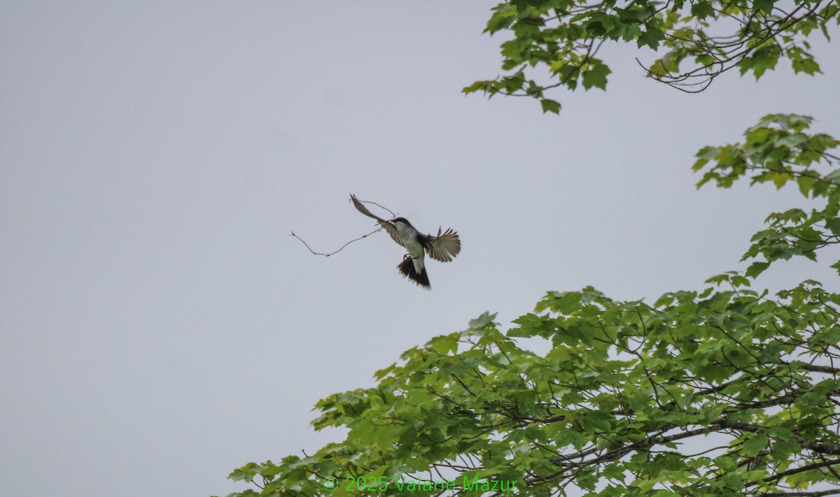Eastern Kingbird - ML641954217