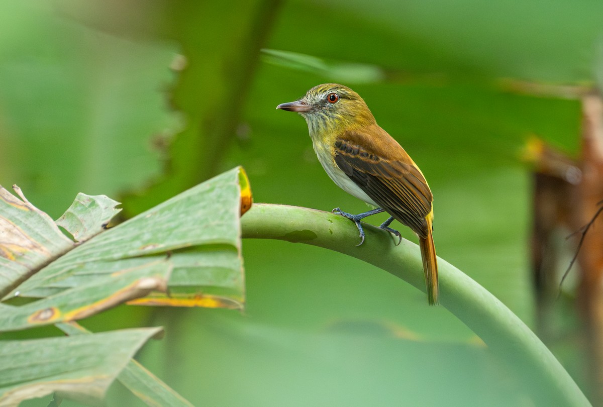 Bright-rumped Attila - ML641954225