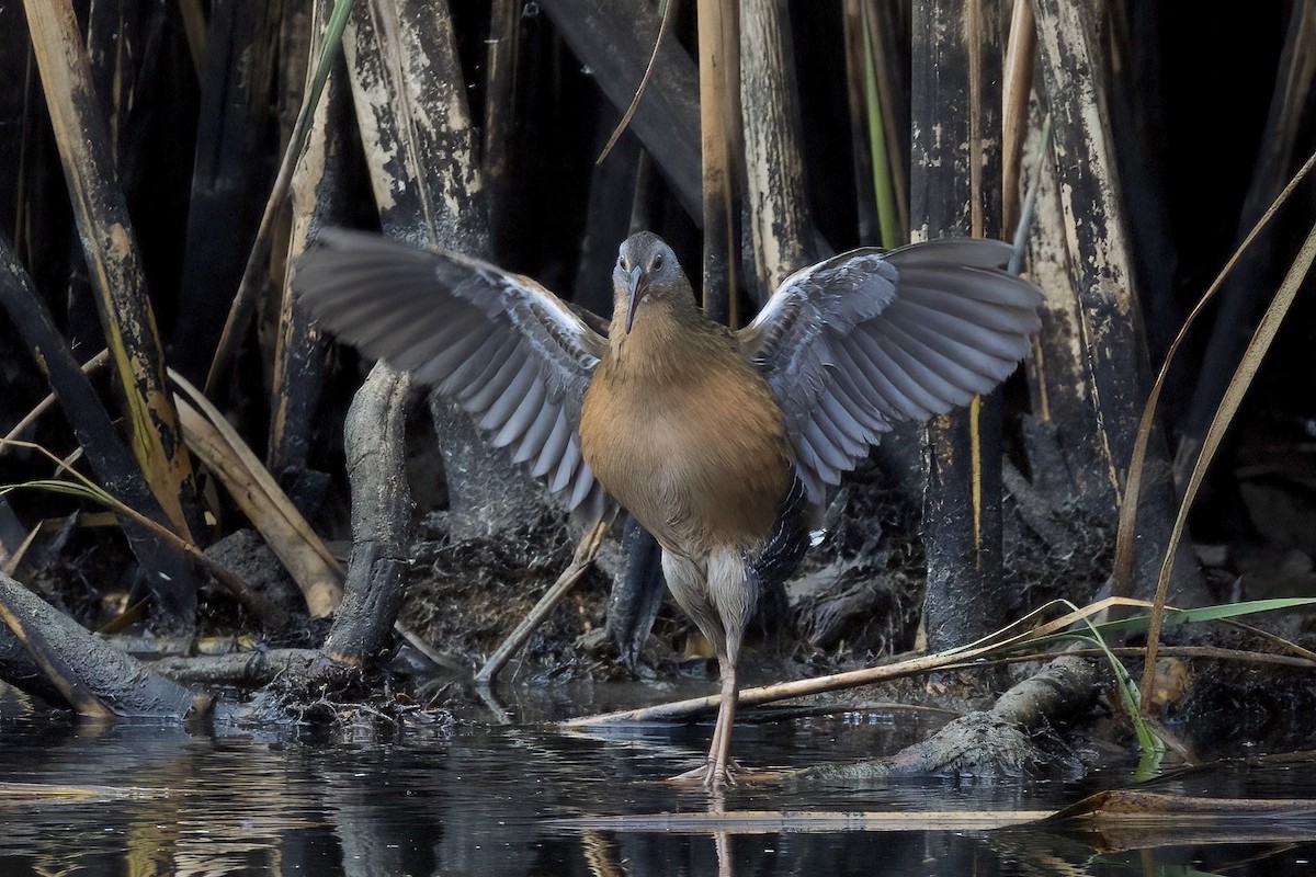 Virginia Rail - ML641954238