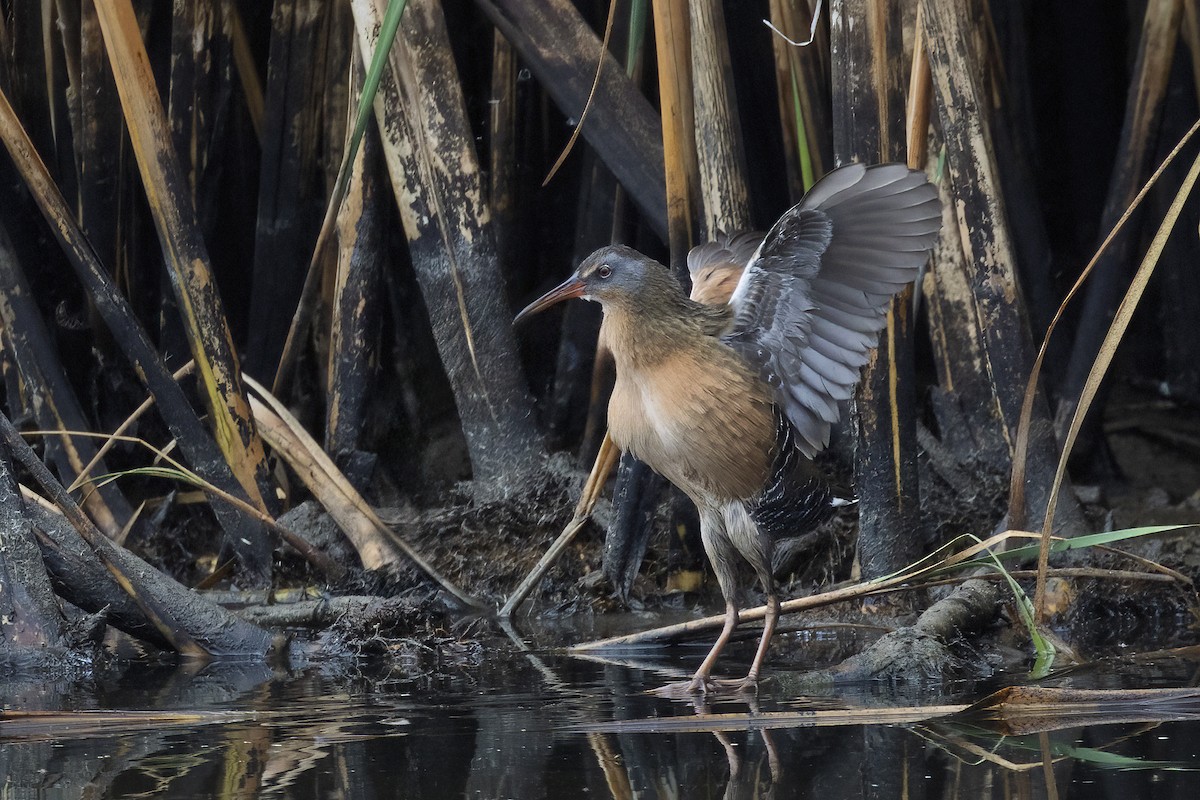 Virginia Rail - ML641954240