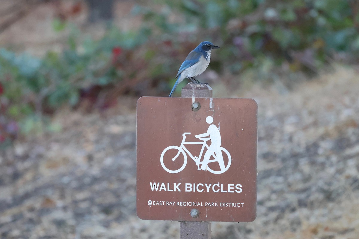 California Scrub-Jay - ML641954251