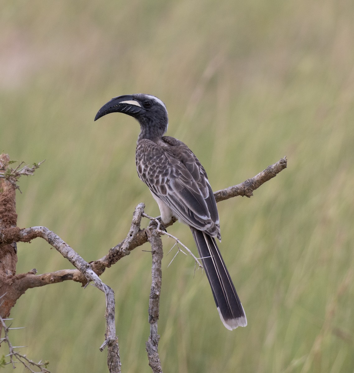 African Gray Hornbill - ML641954253