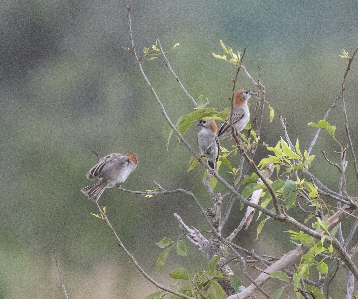 Speckle-fronted Weaver - ML641954256