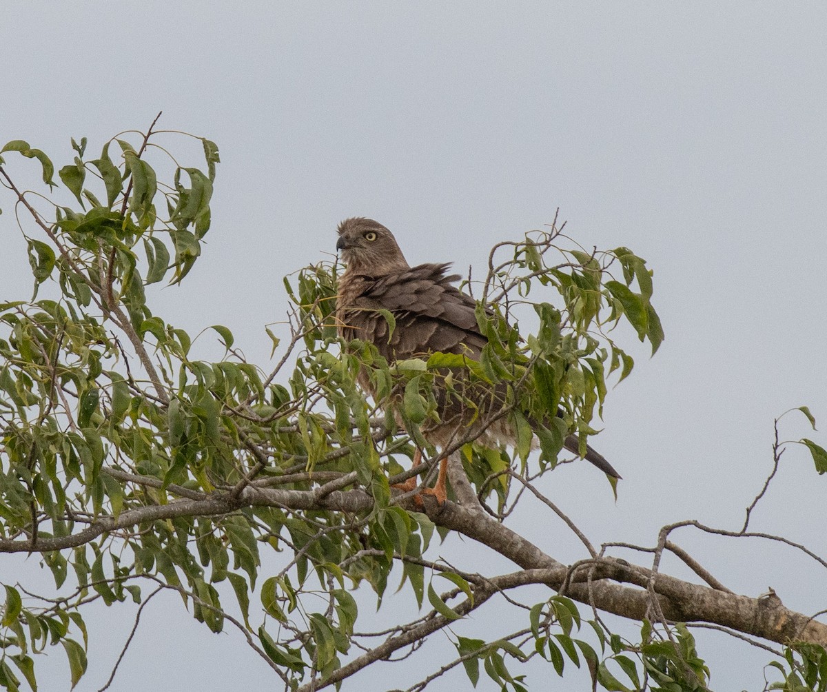 Dark Chanting-Goshawk - ML641954262
