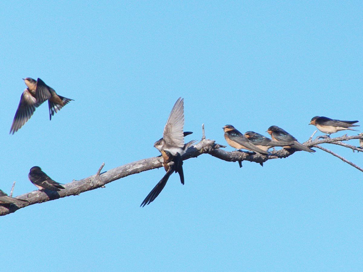 Bank Swallow - ML641954263