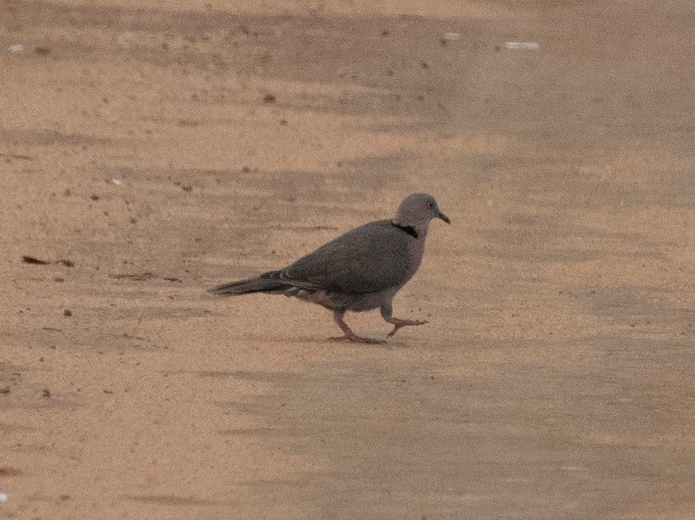 Mourning Collared-Dove - ML641954265