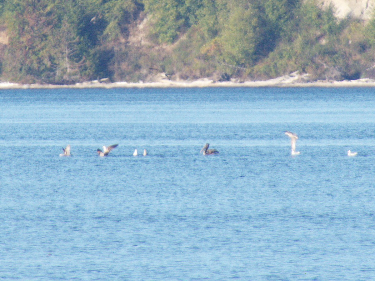 Brown Pelican - ML641954267