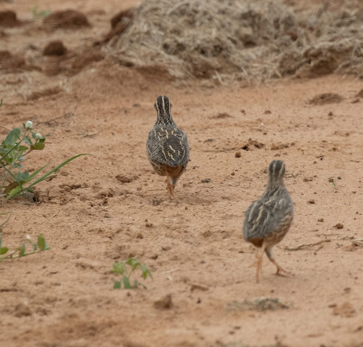 Common Quail - ML641954271