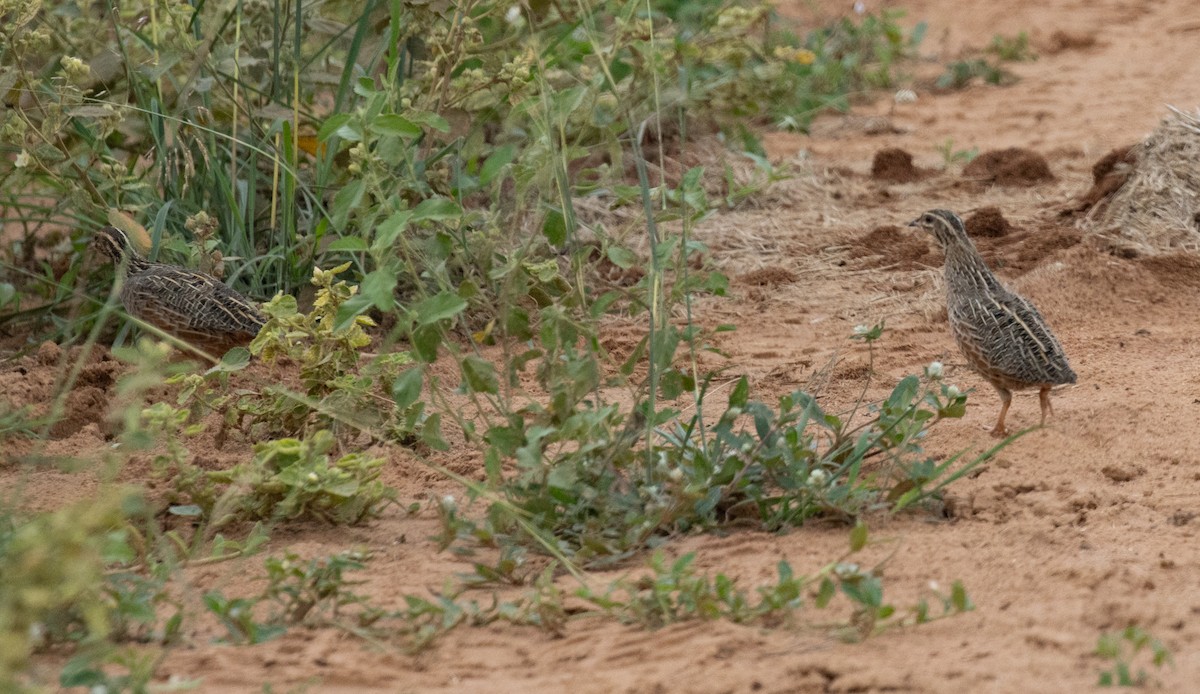 Common Quail - ML641954272