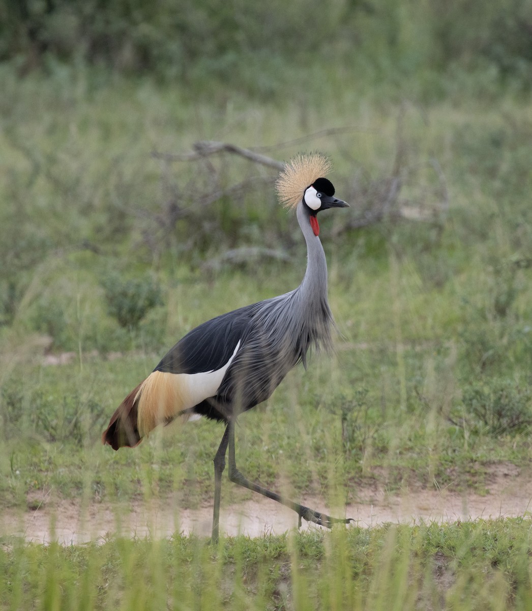 Gray Crowned-Crane - ML641954276