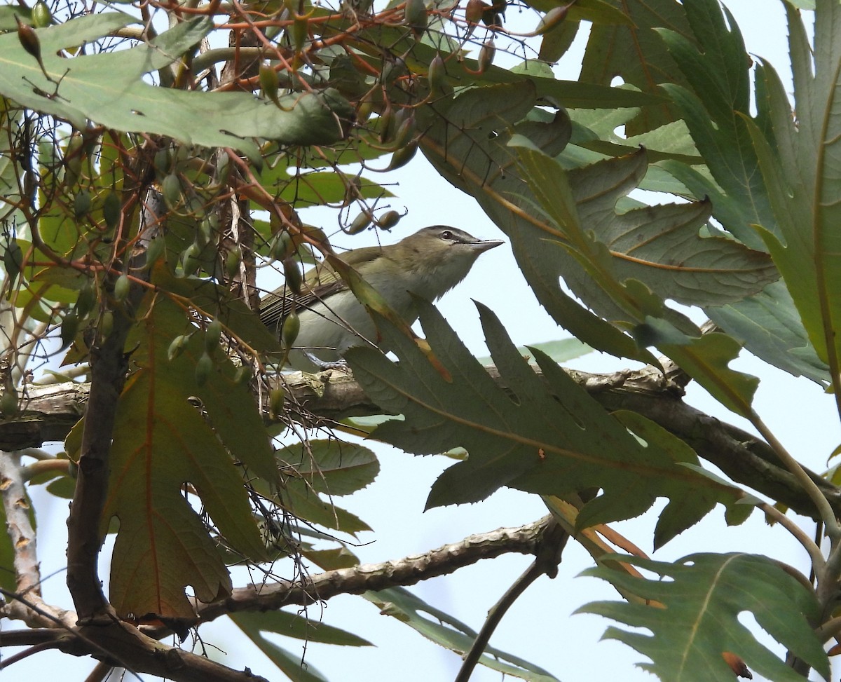 Rotaugenvireo - ML641954282