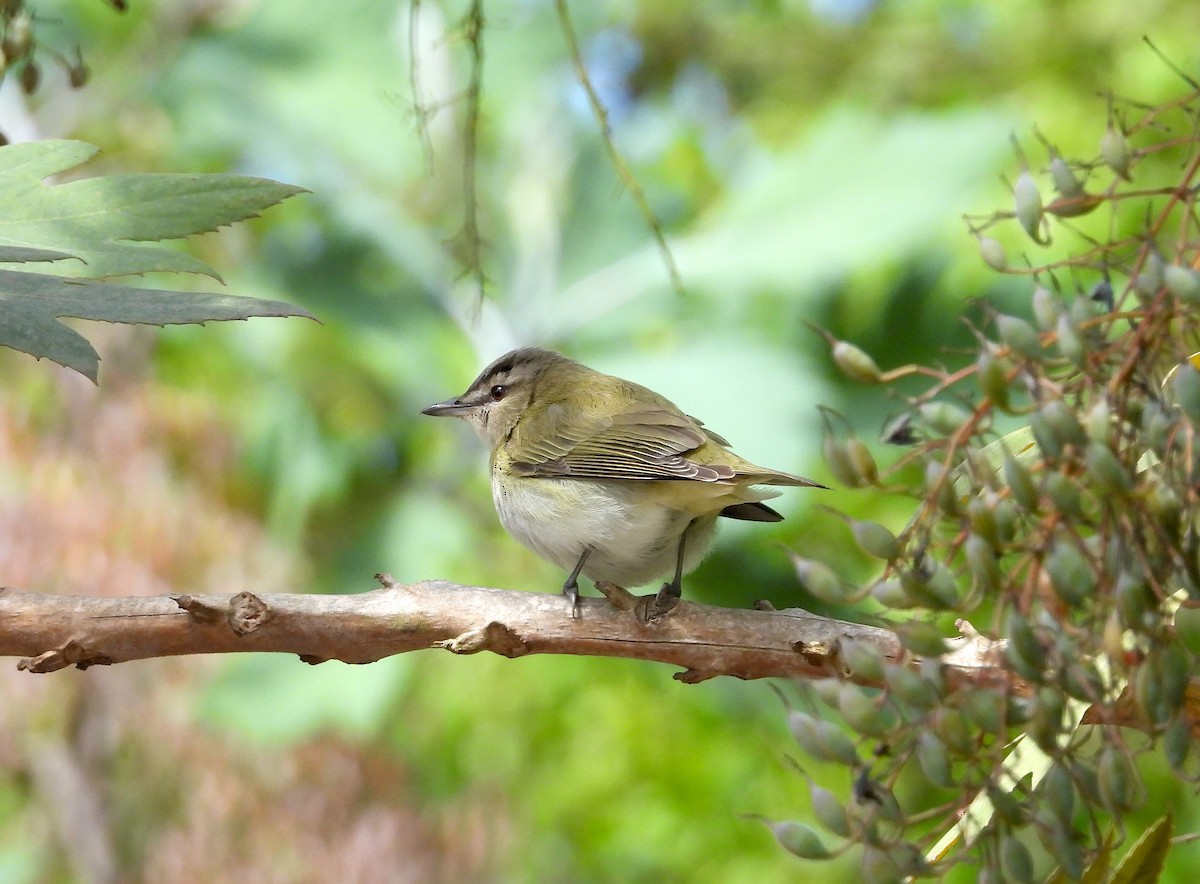 Rotaugenvireo - ML641954283