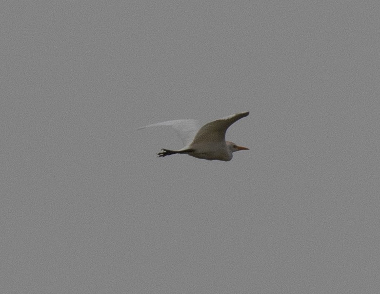 Western Cattle-Egret - ML641954284