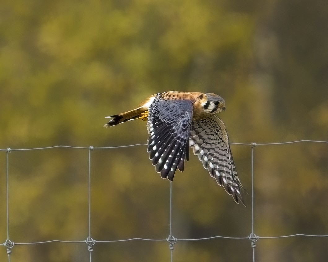 American Kestrel - ML641954289