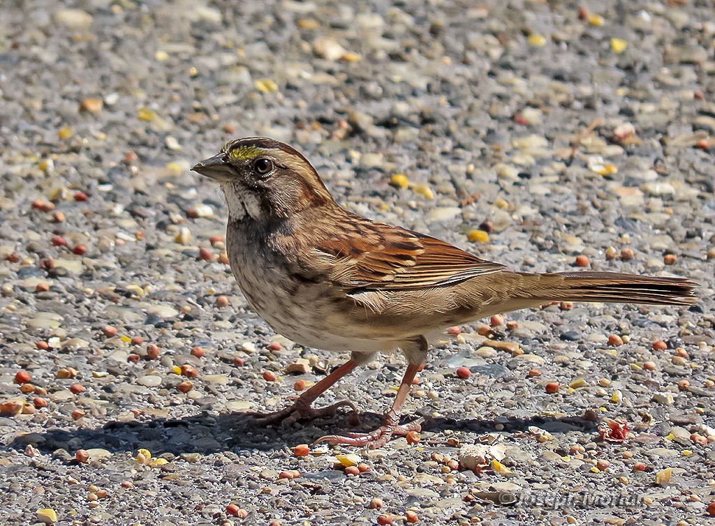 White-throated Sparrow - ML641954290