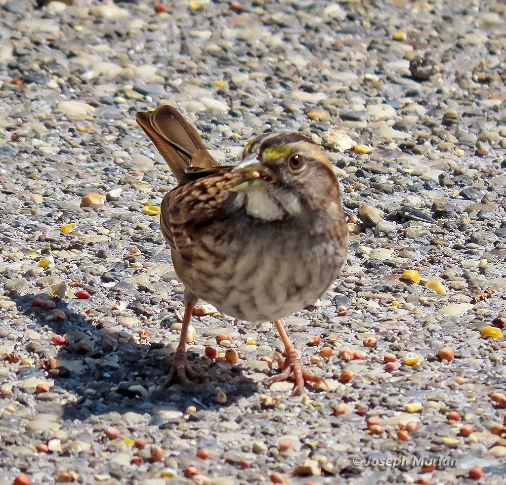 White-throated Sparrow - ML641954291