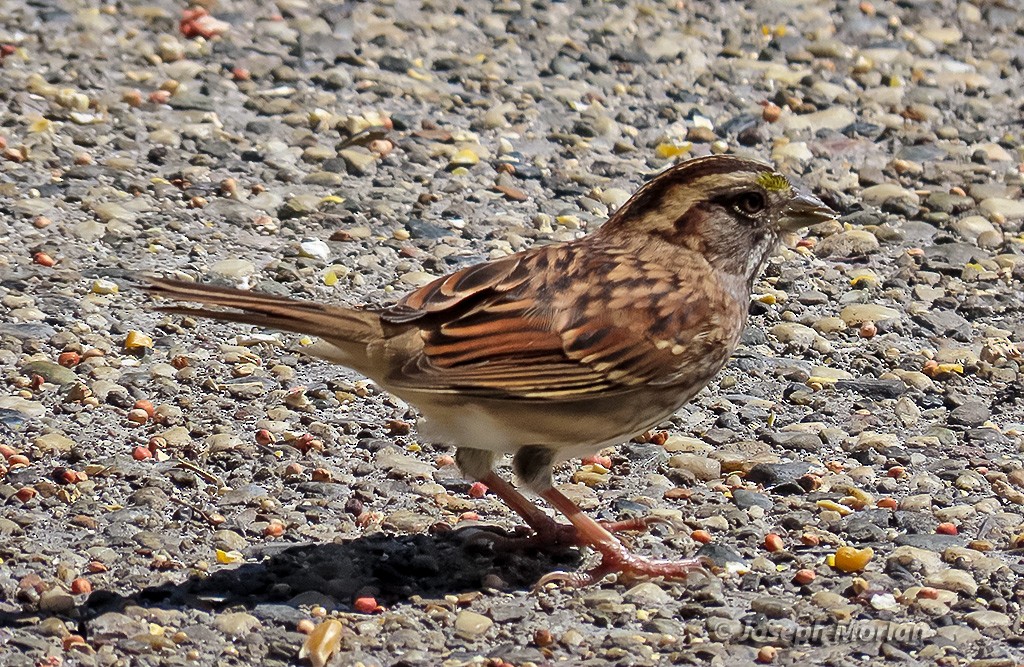 White-throated Sparrow - ML641954292