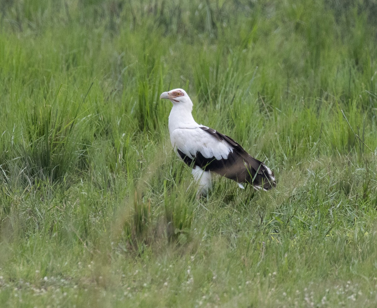 Palm-nut Vulture - ML641954296