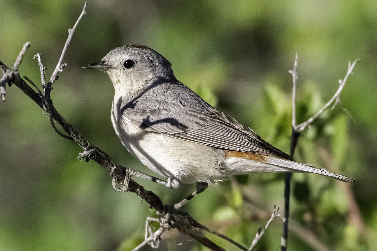 Lucy's Warbler - ML641954301