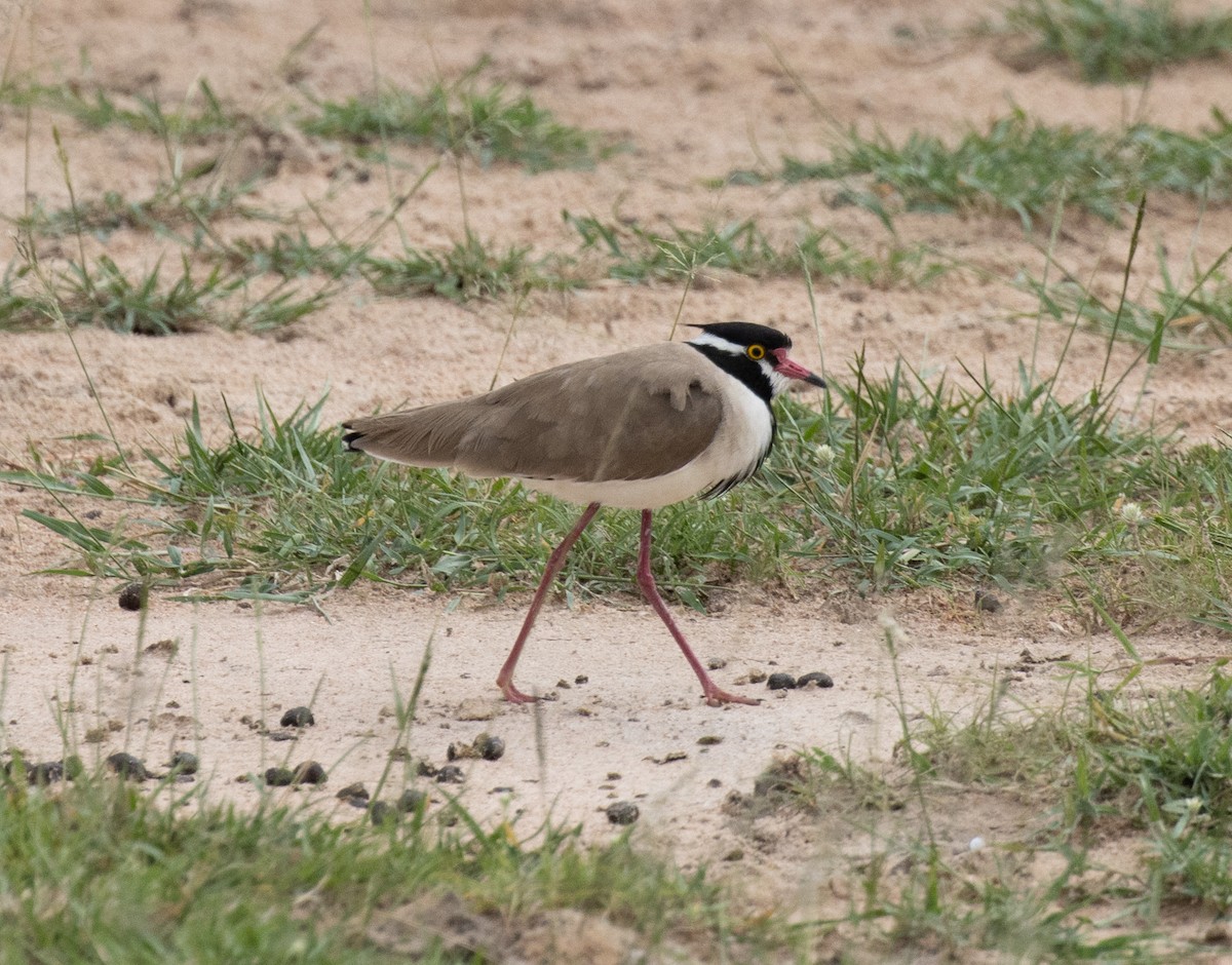 Black-headed Lapwing - ML641954302
