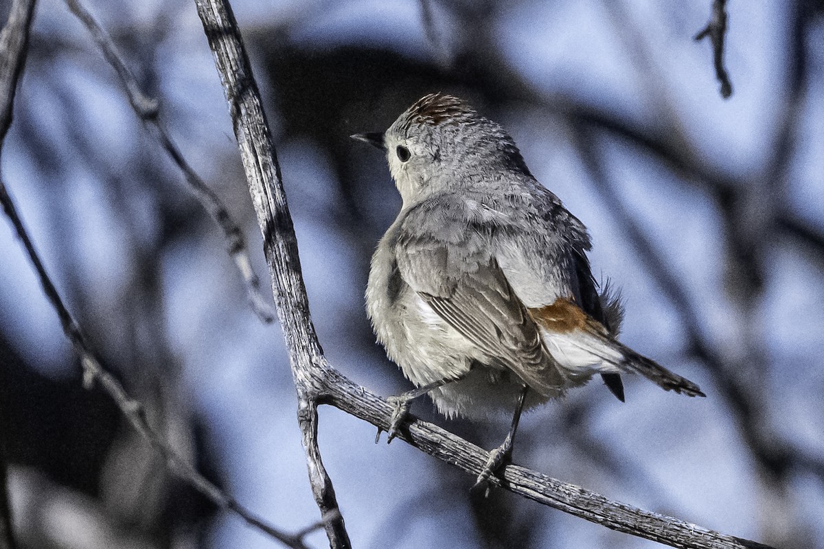 Lucy's Warbler - ML641954303