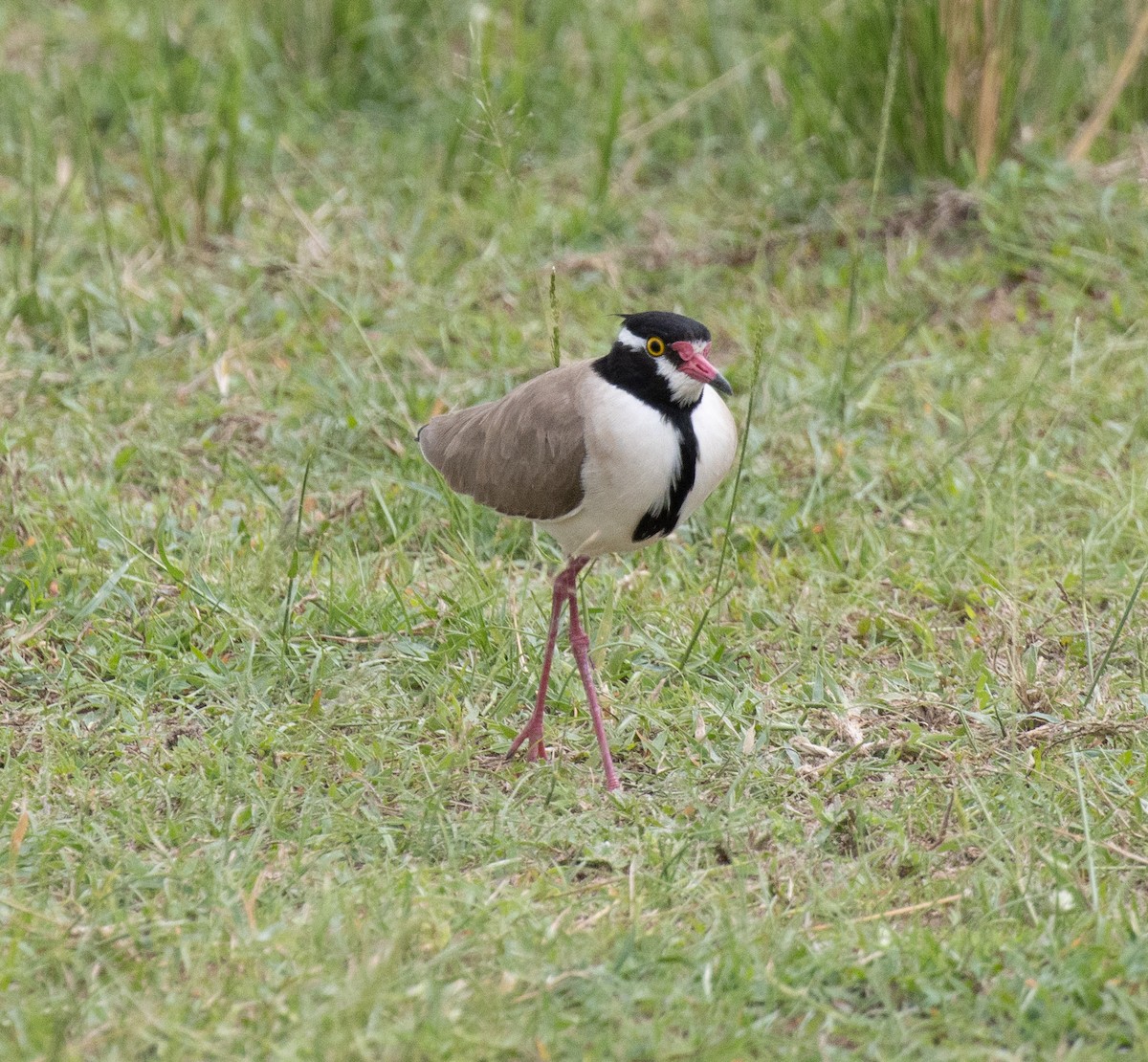 Black-headed Lapwing - ML641954304