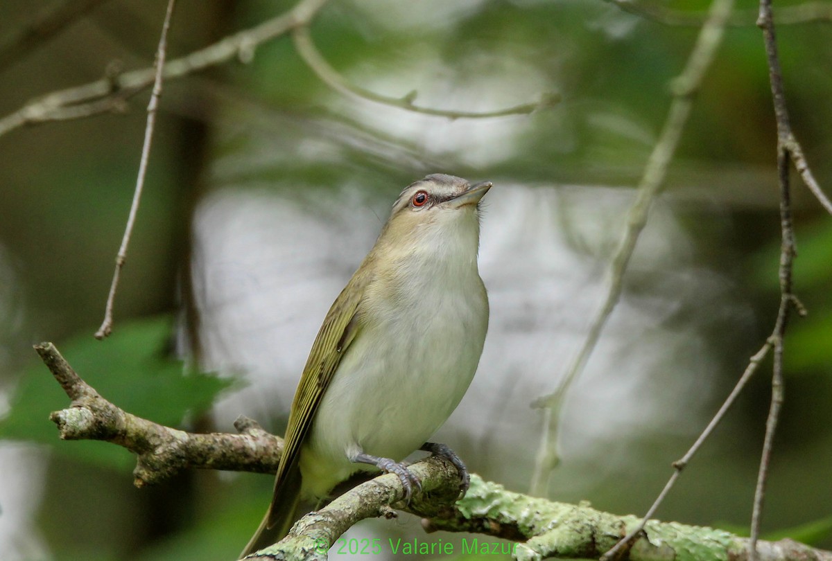 Rotaugenvireo - ML641954305