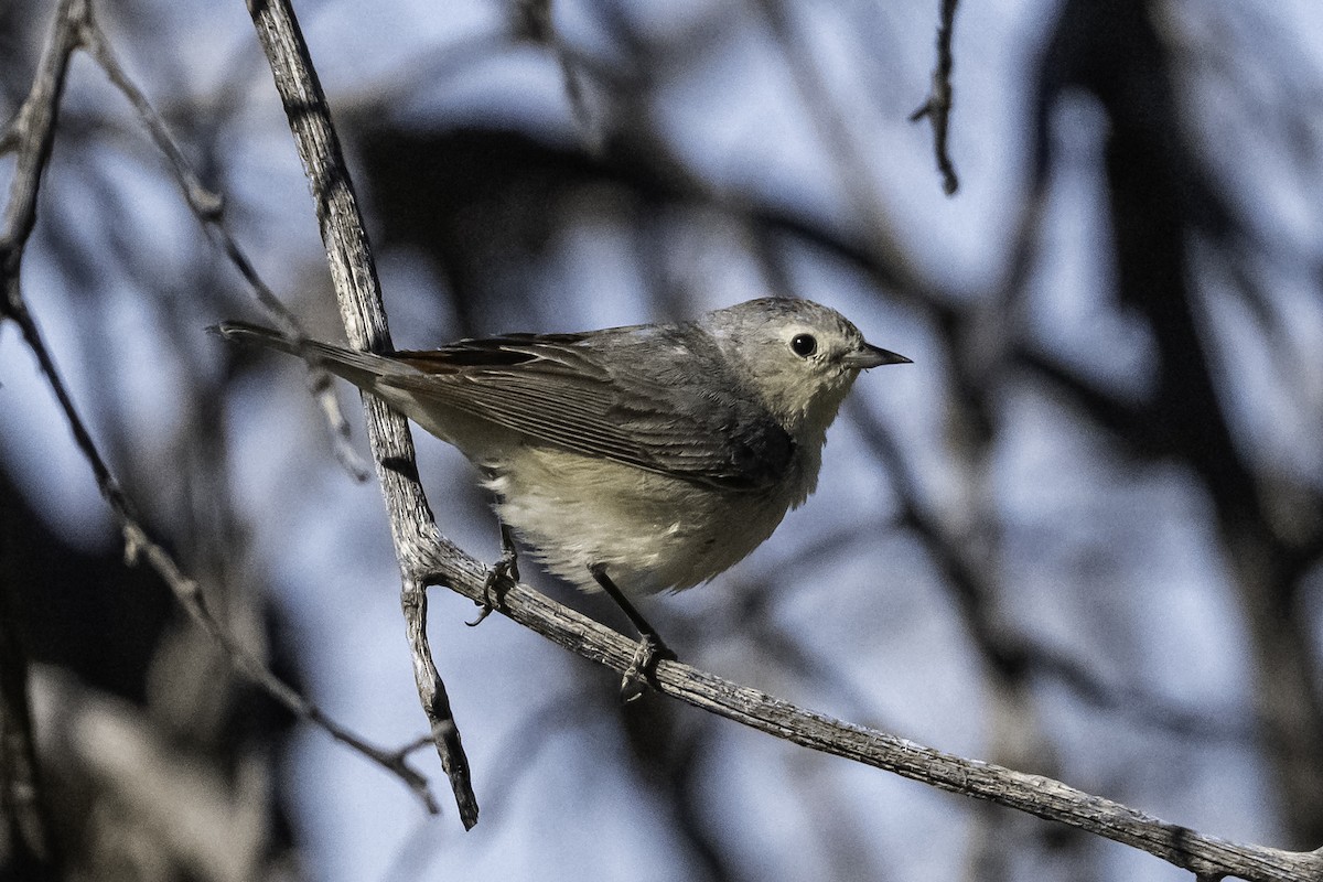 Lucy's Warbler - ML641954306