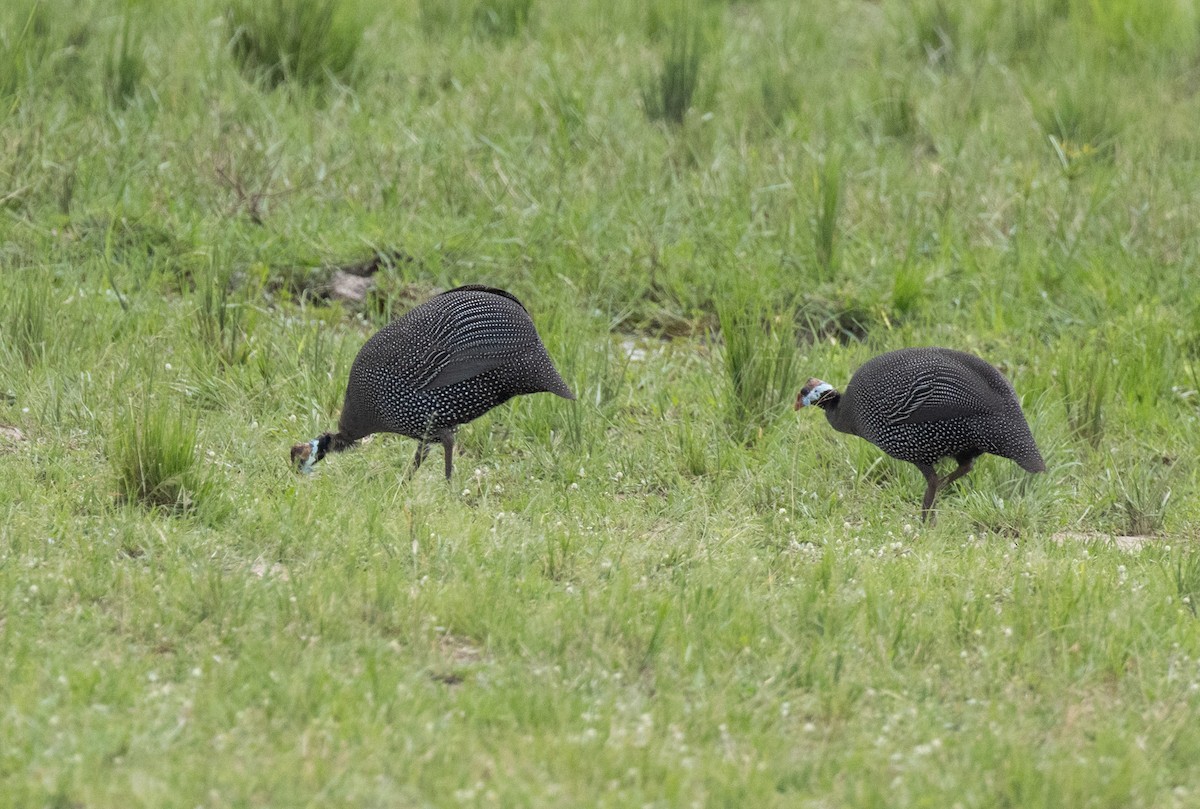 Helmeted Guineafowl (Helmeted) - ML641954308