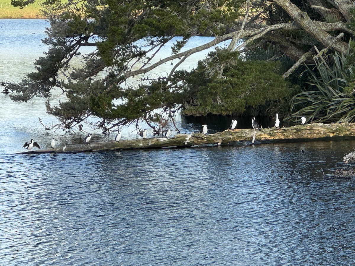 Pied Cormorant - ML641954314
