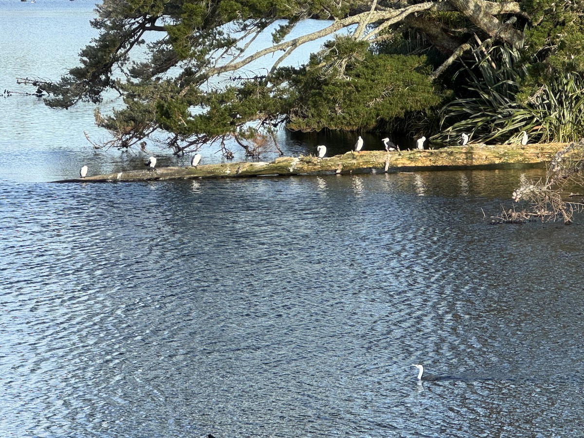 Pied Cormorant - ML641954315