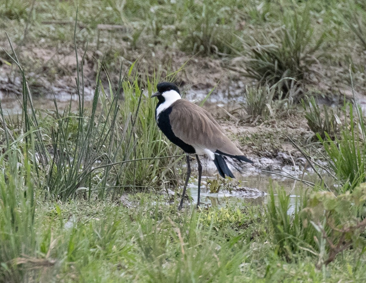 Spur-winged Lapwing - ML641954317