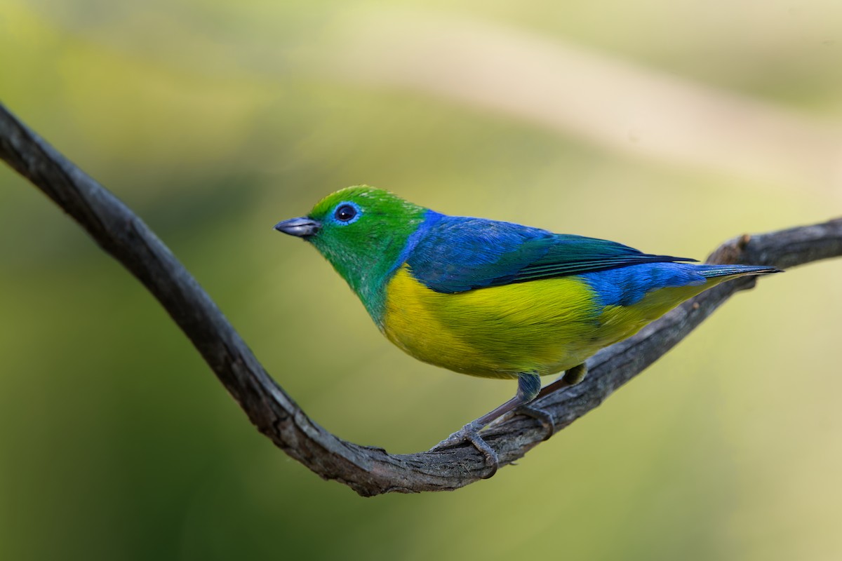 ミドリフウキンチョウ - ML641954320